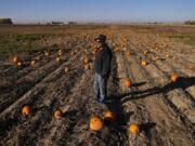 Alan Mazzotti talks in one of his pumpkin fields Oct. 26, 2023, in Hudson, Colo.