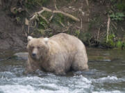 In this photo provided by the National Park Service is Grazer, the winner of the 2023 Fat Bear Contest, at Katmai National Park, Alaska on Sept. 14, 2023. The park holds an annual contest in which people logging on to live webcams in park pick the fattest bear of the year. Grazer had 108,321 votes to handily beat Chunk, who has 23,134 votes, in the Oct. 10, 2023, finals. (F.