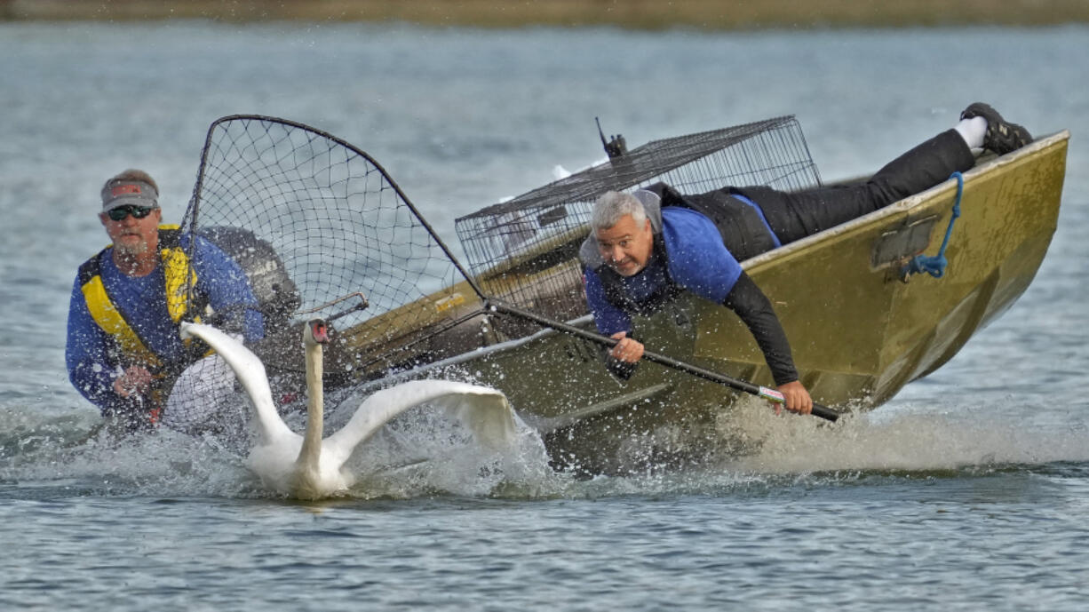 Steve Platt, right, and Steve Williams prepare to catch a swan for medical examinations on Lake Morton during the 43rd annual swan roundup Tuesday, Oct. 10, 2023, in Lakeland, Fla. The late Queen Elizabeth II of England gifted the original pair of swans to the city back in 1957.