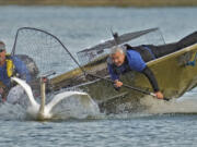 Steve Platt, right, and Steve Williams prepare to catch a swan for medical examinations on Lake Morton during the 43rd annual swan roundup Tuesday, Oct. 10, 2023, in Lakeland, Fla. The late Queen Elizabeth II of England gifted the original pair of swans to the city back in 1957.