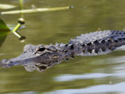 An alligator swims at the Everglades National Park, Fla., April 23, 2012. A group of Floridians plan to host a series of competitions themed according to the collective antics of the beer-loving, gator-possessing, rap-sheet heavy, mullet-wearing social media phenomenon known as "Florida Man." The games will poke fun at Florida's reputation for producing strange news stories involving guns, drugs, booze and reptiles -- or some combination of the four.