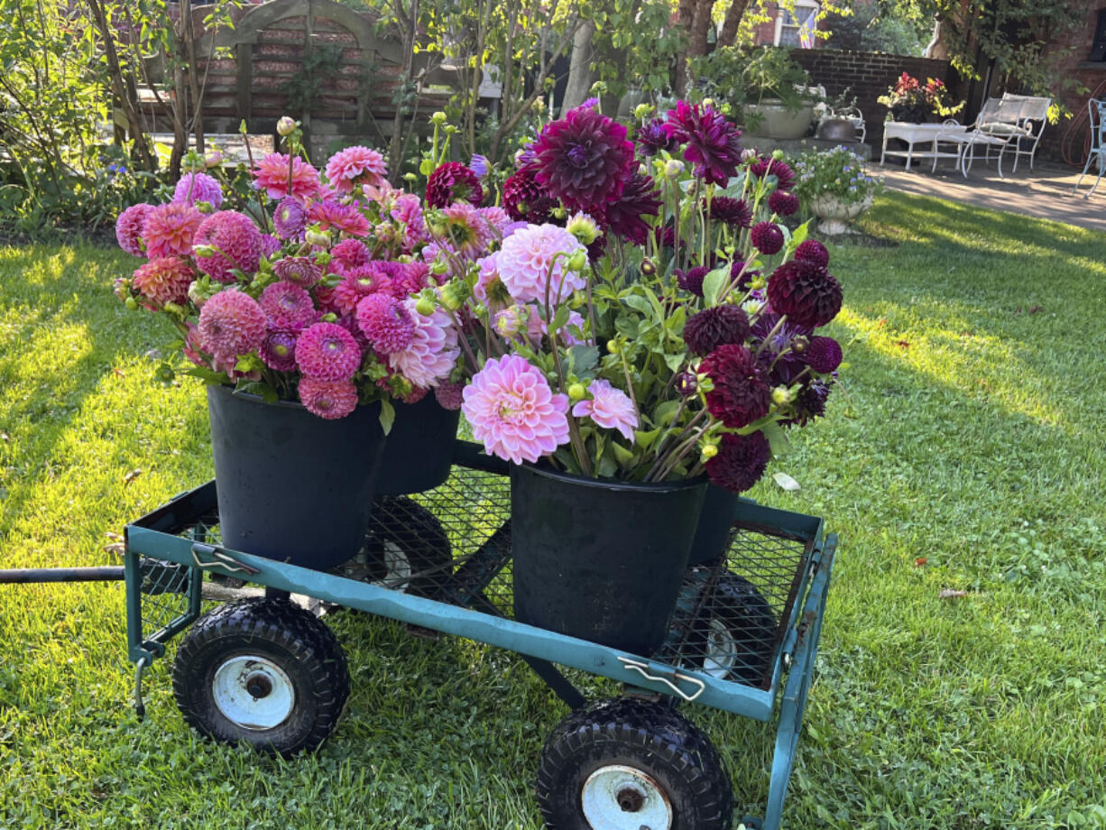 Jowey Mirella, Lindy's Baby and Jowey Winnie dahlias grown by Sow-Local, a specialty cut-flower farm in Oakdale, N.Y. Dahlias come in a full rainbow of colors, shapes and sizes. (Photos by Lauren E.