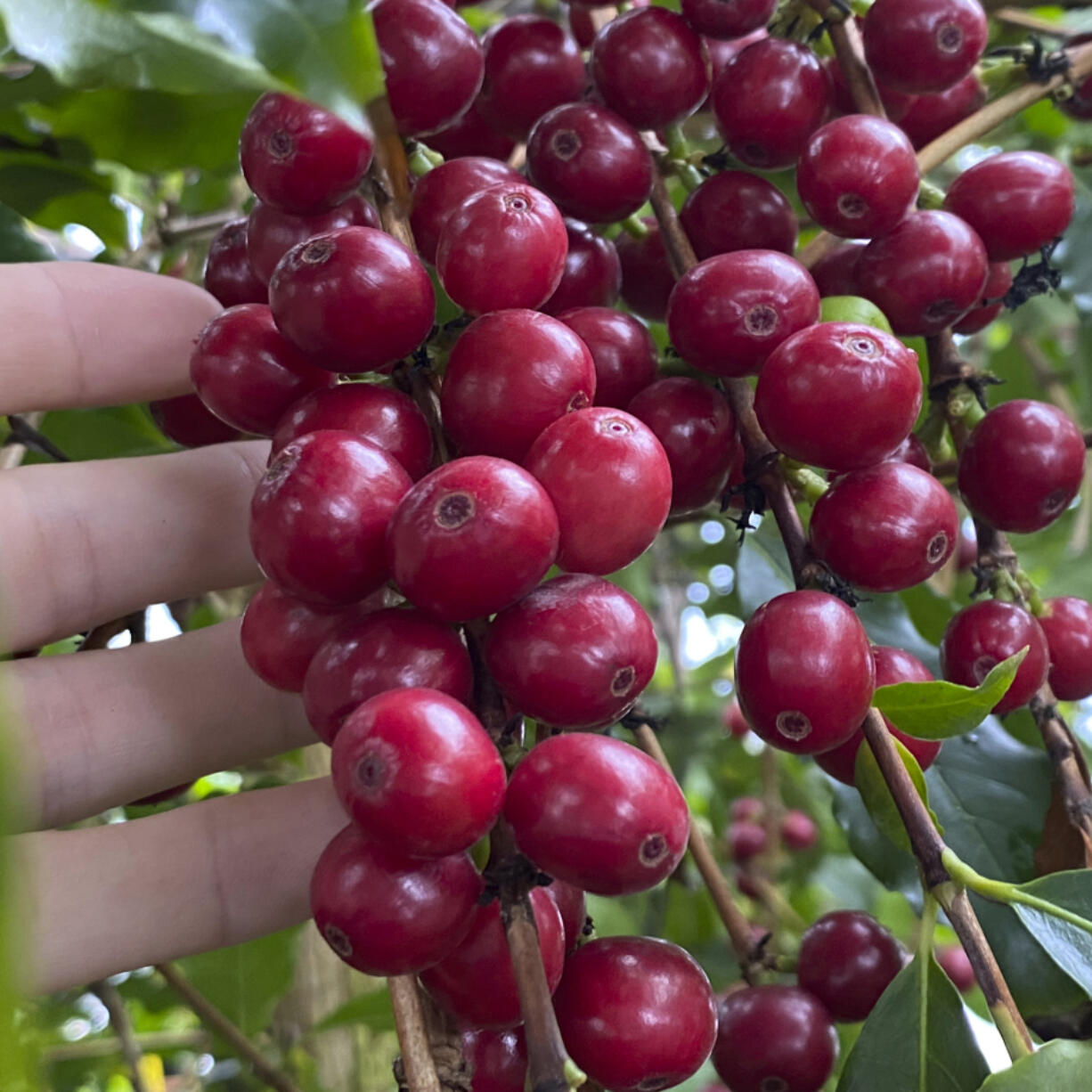 A cluster of ripe cherries on a coffee (Coffea arabica) plant. The cherries contain seeds, or beans, which can be roasted or toasted for brewing into coffee.