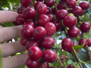 A cluster of ripe cherries on a coffee (Coffea arabica) plant. The cherries contain seeds, or beans, which can be roasted or toasted for brewing into coffee.