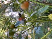 Ripening hips on a rose shrub (Jessica Damiano)