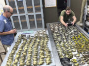 Workers at the Chicago Field Museum inspect the bodies of migrating birds, Thursday, Oct. 5, in Chicago,  that were killed when they flew into the windows of the McCormick Place Lakeside Center, a Chicago exhibition hall, the night of Oct. 4-5.