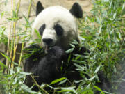 Giant panda Mei Xiang eats bamboo in his enclosure at the Smithsonian's National Zoo in Washington, Thursday, Sept. 28, 2023.