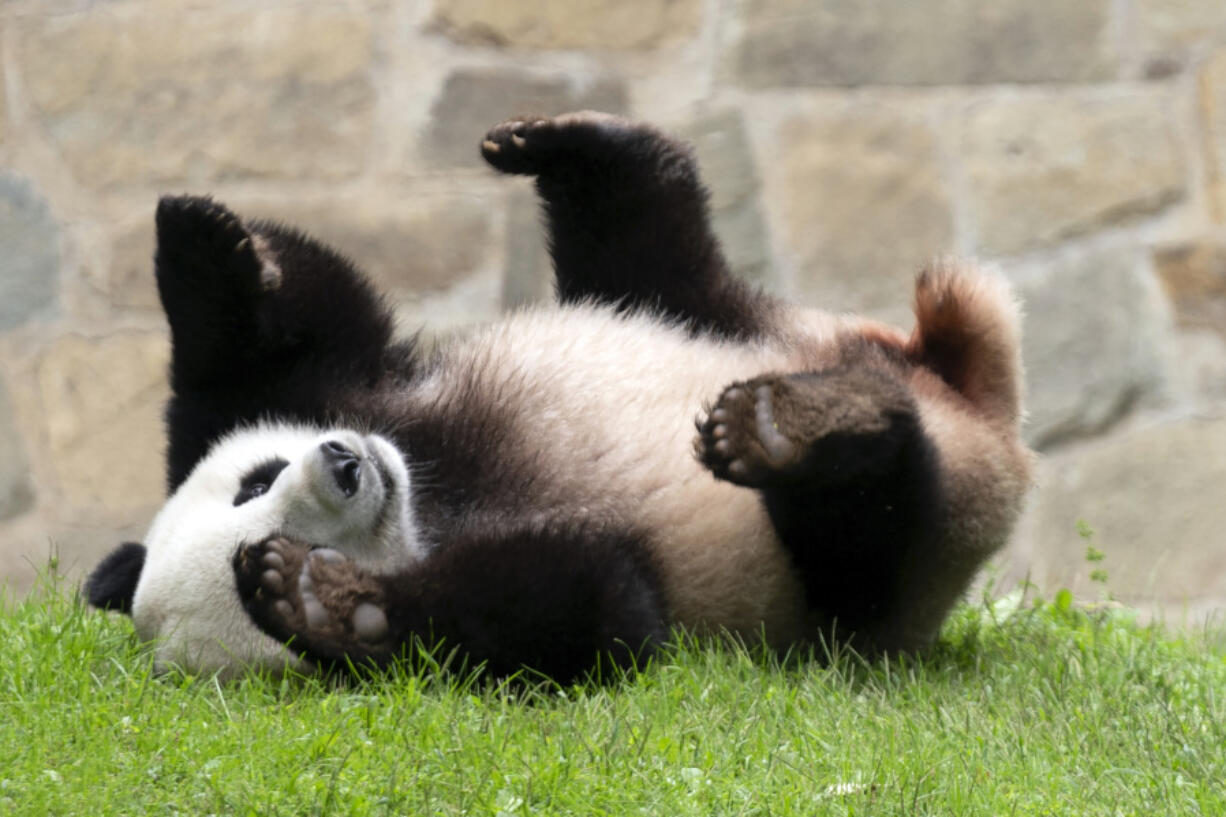 Giant panda Xiao Qi Ji plays at his enclosure at the Smithsonian National Zoo in Washington, Thursday, Sept. 28, 2023.