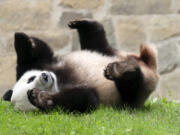 Giant panda Xiao Qi Ji plays at his enclosure at the Smithsonian National Zoo in Washington, Thursday, Sept. 28, 2023.