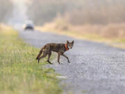 FILE - A red wolf crosses a road on the Alligator River National Wildlife Refuge, Thursday, March 23, 2023, near Manns Harbor, N.C. The endangered red wolf can survive in the wild, but only with "significant additional management intervention," according to a long-awaited population viability analysis released Friday, Sept. 29, 2023.