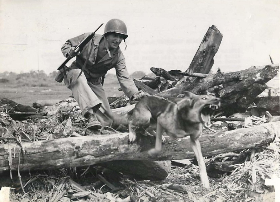 How many war dogs died in ww2?