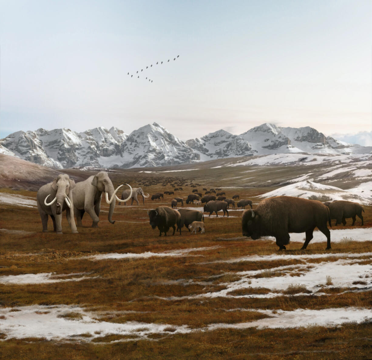 An imaginary view of Columbian mammoths (left) sharing Western Washington tundra with a herd of bison, in front of retreating glaciers at the end of the last Ice Age around 13,000 years ago. Illustration by Julio Lacerda for the Burke Museum, used with permission.