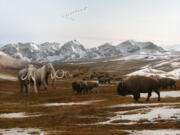 An imaginary view of Columbian mammoths (left) sharing Western Washington tundra with a herd of bison, in front of retreating glaciers at the end of the last Ice Age around 13,000 years ago. Illustration by Julio Lacerda for the Burke Museum, used with permission.