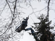 Kyle Smith of J&amp;J Roofing &amp; Construction helps prepare for the holidays while arranging festive lights on a tree in Esther Short Park on Monday morning. The annual community tree lighting, which is produced by the Rotary Club of Vancouver with presenting sponsor Waste Connections, will be held Friday.