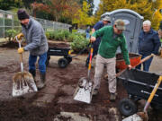 Nearly 100 roses at the Esther Short Park Rose Garden were recently pruned and mulched for the late fall and winter seasons by volunteers with the Fort Vancouver Rose Society.