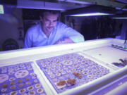 University of Miami professor Andrew Baker poses in a wet lab while looking at corals in Miami at the Rosenstiel School of Marine, Atmospheric, and Earth Science.