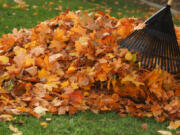 According to the National Wildlife Federation, fallen leaves create their own mini-ecosystem.