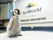 The first Emperor Penguin chick in over a decade hatched at SeaWorld San Diego (SeaWorld Parks & Entertainment)