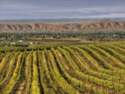 Washington State Vineyard.