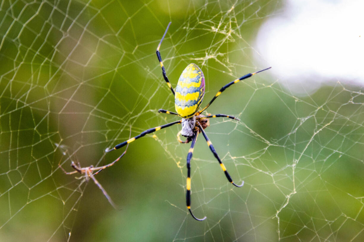 Japanese yellow Joro spider sits its web.