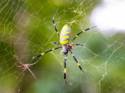 Japanese yellow Joro spider sits its web.