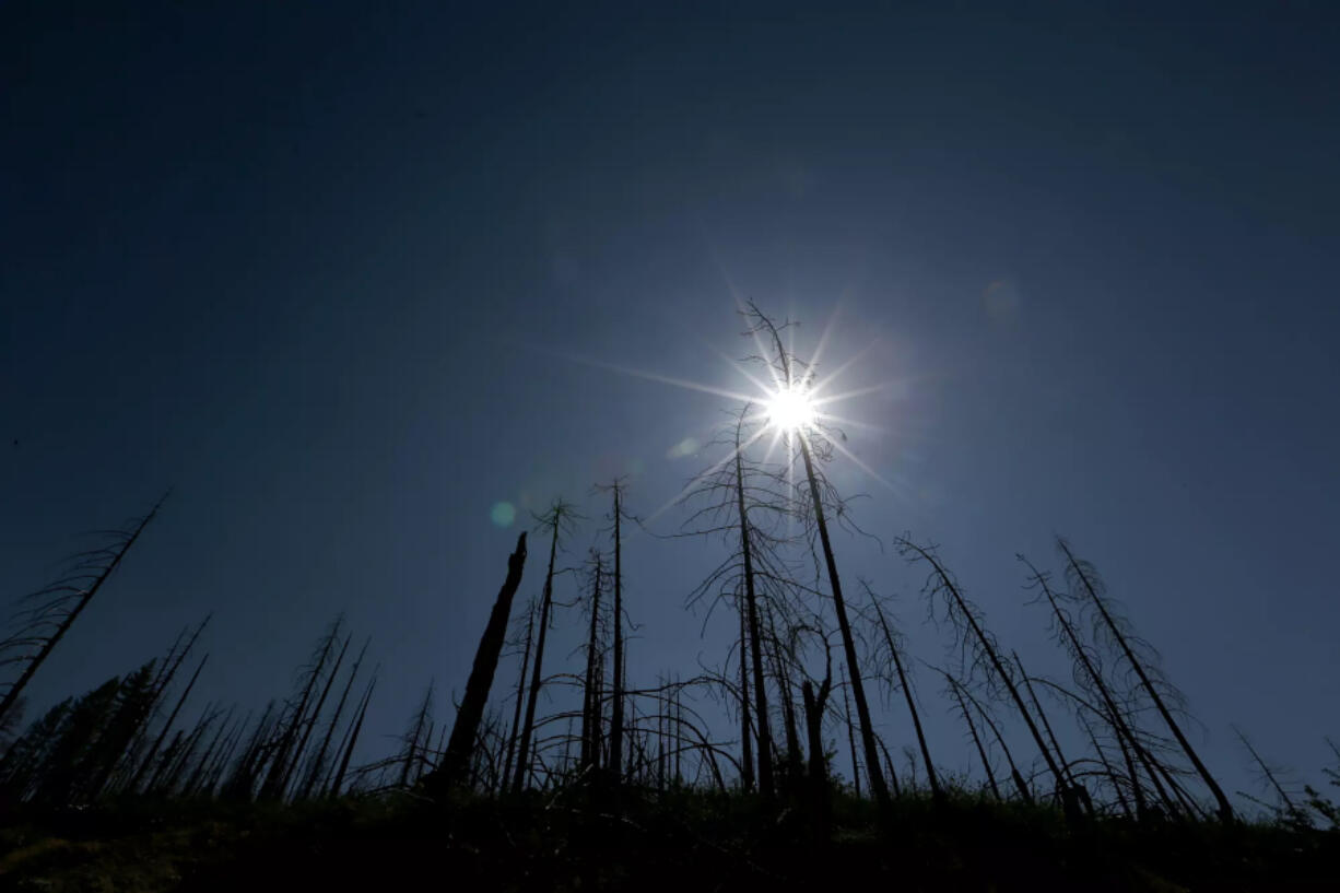 Trees burned by wildfire in the Sierra Nevada, where about a fifth of all conifer forests have become &Ccedil;&fnof;&uacute;zombie forests,&Ccedil;&fnof;&ugrave; still standing but struggling to survive in the warming climate, scientists at Stanford University say.