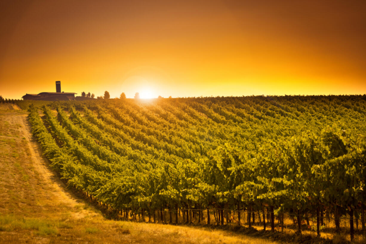 Rows of wine grapes growing in vineyard in the Columbia Valley of Washington State in United States.