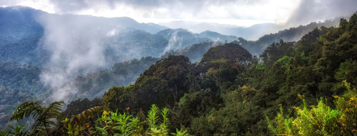 The rainforest of Nyungwe National Park in Rwanda, where a new frog species has recently been discovered.