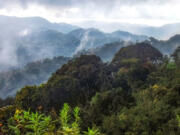 The rainforest of Nyungwe National Park in Rwanda, where a new frog species has recently been discovered.