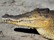 A saltwater crocodile in Cooktown, Australia.