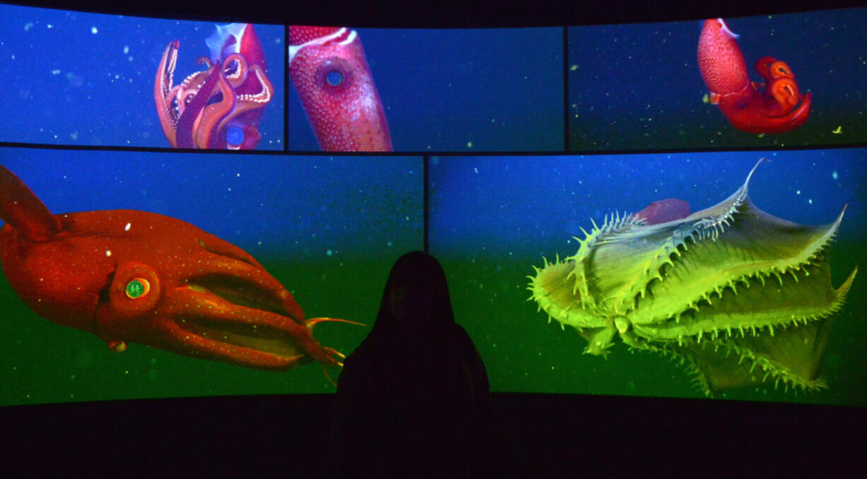 A visitor looks at a display in the Into the Deep exhibit May 30 at the Monterey Bay Aquarium in Monterey, Calif.