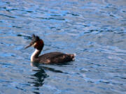 The puteketeke, also known as the Australasian crested grebe, has clinched the title of New Zealand&rsquo;s bird of the century after a little help from late-night talk show host John Oliver.