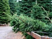 Make memories chopping down the family Christmas tree this season.