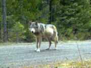 The wolf OR-7 is seen May 3, 2014, on the Rogue River-Siskiyou National Forest in Southwest Oregon. The wolf made world headlines when it wandered from Oregon to California.