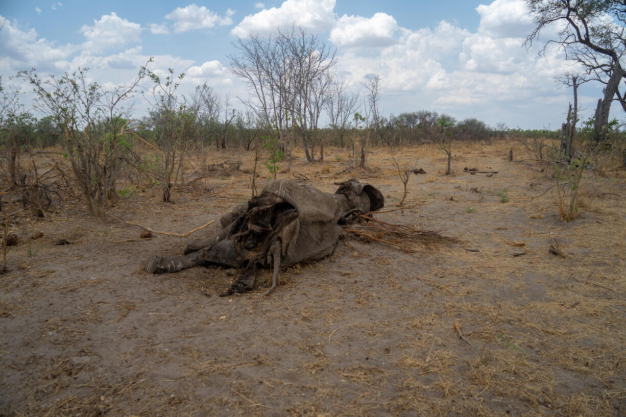 A carcass of an elephant that succumbed to drought in the Hwange National Park, Zimbabwe on Nov. 12, 2019.