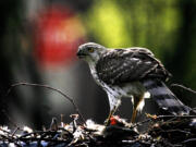 A Cooper&rsquo;s hawk feeds on a small bird in Minneapolis on May 5, 2009. The Cooper&rsquo;s hawk is on the list for change by the American Ornithological Society; it was named after William Cooper, a naturalist born in 1798.