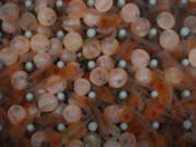 Hatched salmon with yolk sacs swim alongside unhatched eggs June 28 at the Atlantic Sapphire Bluehouse indoor salmon farm in Homestead, Fla.