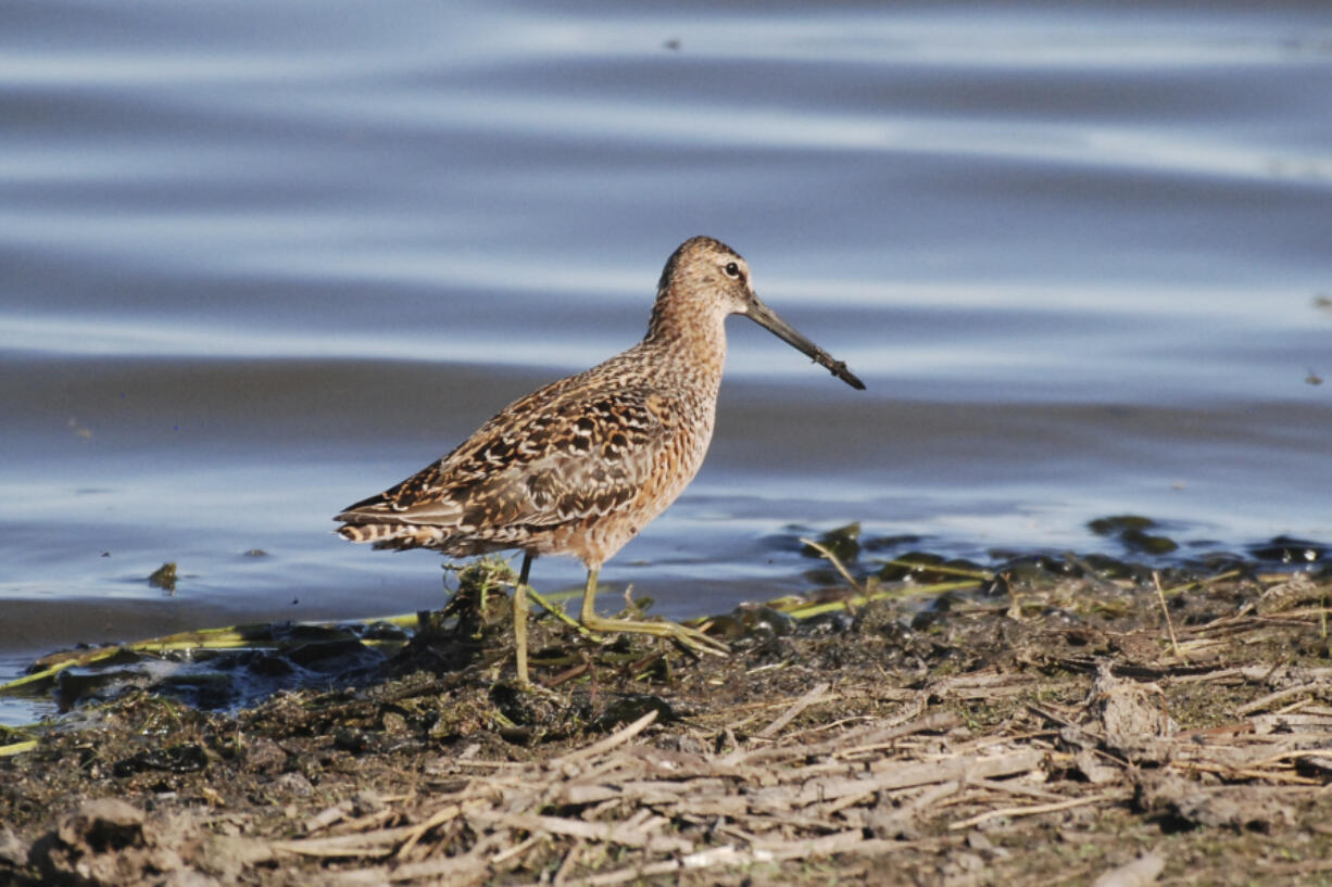 Wilson's snipe is among the birds that will be renamed.  Wilson's warbler and Wilson's snipe were both named after the 19th century naturalist Alexander Wilson. (U.S.