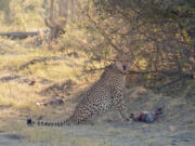 In this photo provided by Briana Abrahms, a male cheetah, named Qamar, has a fully belly after making a kill in northern Botswana on July 17, 2015. He wears a GPS collar as part of a study. Cheetahs are usually daytime hunters, but the speedy big cats will shift their activity toward dawn and dusk hours during warmer weather, according to a study published Wednesday, Nov. 8, 2023, in the journal Proceedings of the Royal Society B. Unfortunately for endangered cheetahs, that sets them up for more potential conflicts with mostly nocturnal competing predators like lions and leopards, say the authors of the paper.