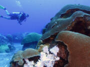 Bleached coral sits next to healthy coral during a scuba dive at the Flower Garden Banks National Marine Sanctuary in the Gulf of Mexico, off the coast of Galveston, Texas, Friday, Sept. 15, 2023.