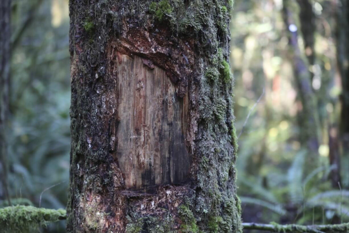 A section of a Douglas fir tree with the bark removed by scientists to examine insect damage that led to the tree&rsquo;s death following heat stress in the Willamette National Forest, Ore., Friday, Oct. 27, 2023. Firmageddon and Douglas fir die-offs have been linked to a combination of drought weakening trees and insect pests moving in for the kill.