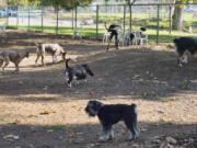 Owners bring their dogs to a park in Los Angeles. Veterinary laboratories in several states are investigating an unusual respiratory illness in dogs that causes lasting illness and doesn&rsquo;t respond to antibiotics.