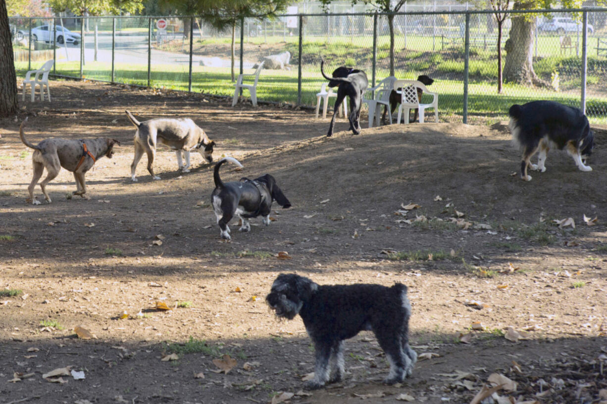 FILE - Owners bring their dogs to a park in Los Angeles on Wednesday, Aug. 31, 2022. Veterinary laboratories in several states, including Oregon, Colorado and New Hampshire, are investigating an unusual respiratory illness in dogs that causes lasting illness and doesn&rsquo;t respond to antibiotics. The Oregon Department of Agriculture, which is working with state researchers and the U.S. Deparment of Agriculture&rsquo;s National Veterinary Services Laboratory to find out what is causing the illnesses, has documented more than 200 cases of the disease since mid-August 2023.