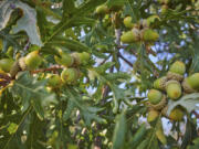 This Sept 12, 2023, image provided by The Morton Arboretum shows a white oak tree bearing a bumper crop of acorns during a mast year in Lisle, Illinois.