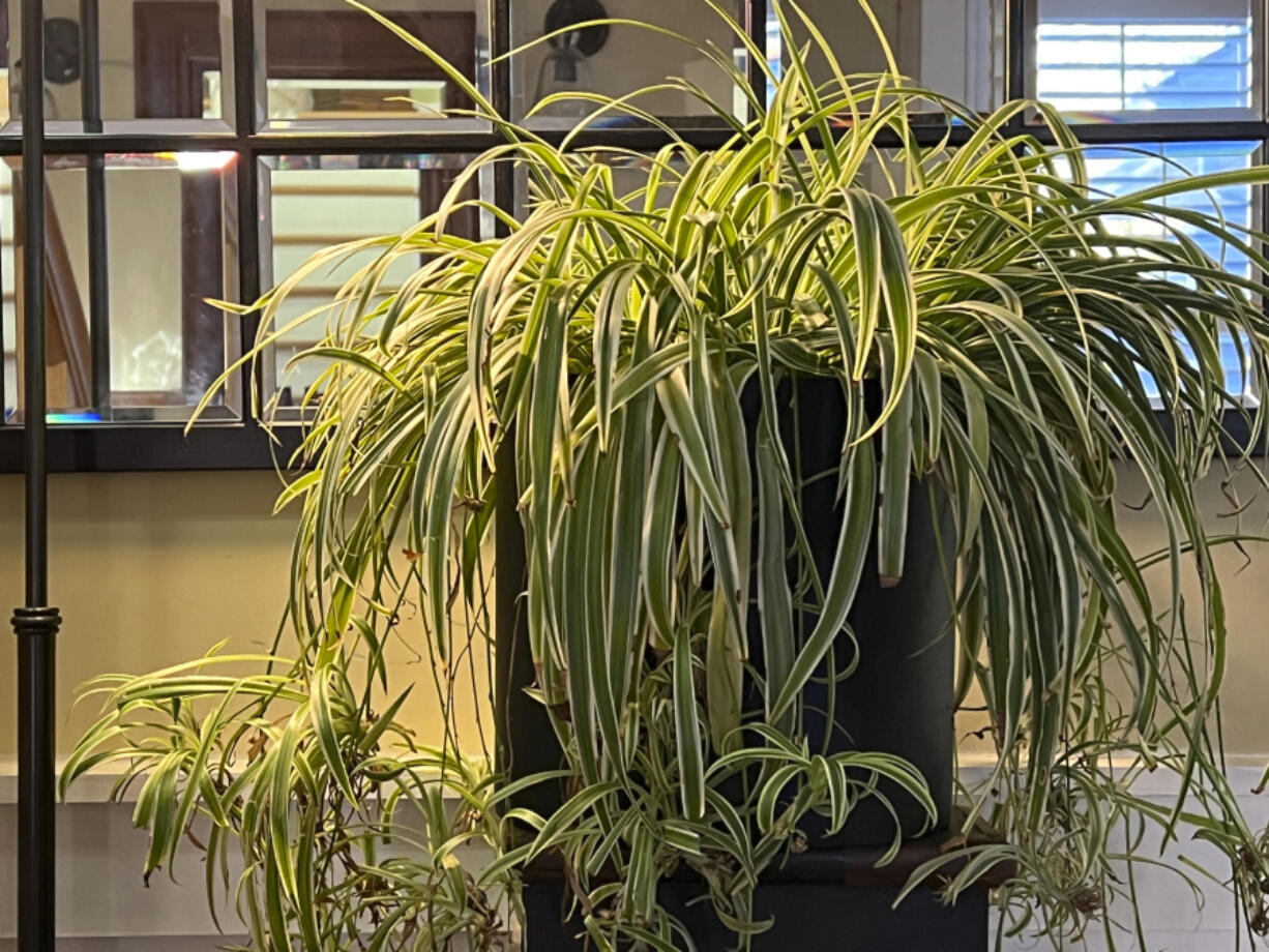 Light reflects off a mirror placed behind a newly rehomed spider plant on Long Island, NY.