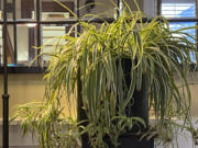 Light reflects off a mirror placed behind a newly rehomed spider plant on Long Island, NY.