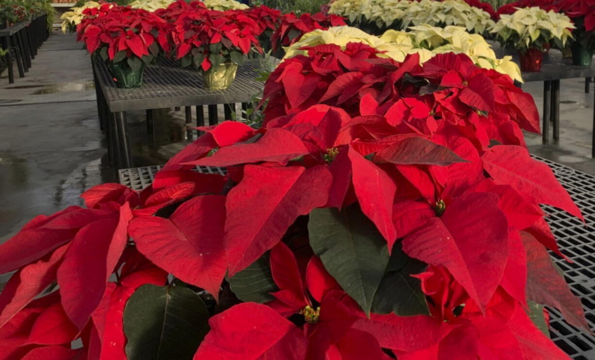 The trick to poinsettias is keeping them alive through the holiday season. That starts with keeping them warm, even on the trip home from the store.