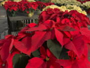 The trick to poinsettias is keeping them alive through the holiday season. That starts with keeping them warm, even on the trip home from the store.