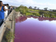 Severino Urubio of Hilo, Hawaii, snaps photos of the pink water at Kealia Pond National Wildlife Refuge in Kihei, Hawaii, on Wednesday.