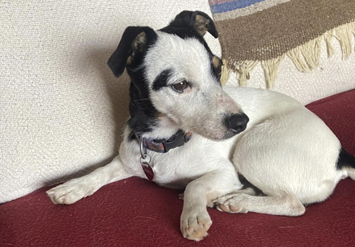 This image provided by Dana Holby shows her Jack Russell terrier Finney on Thursday, Nov. 16, 2023, in Pagosa Springs, Colo. The faithful dog survived after spending more than 10 weeks by the side of her owner, Rich Moore, who died of hypothermia while hiking in the Colorado mountains. Finney has regained most of the weight she lost during her ordeal and is back on the hiking trails.